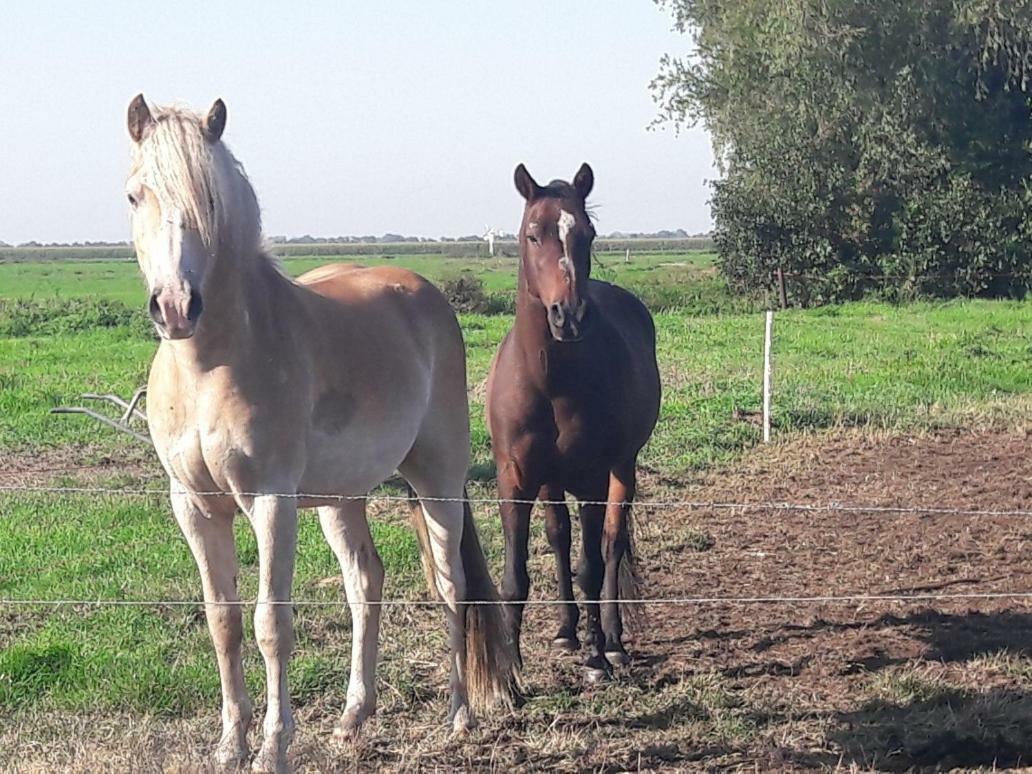 Bedstay41 Oudewater Екстериор снимка